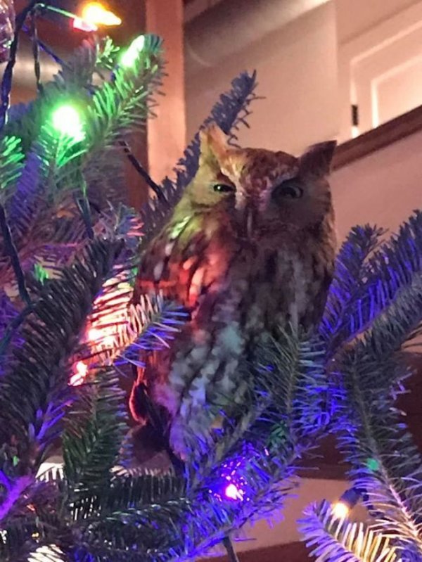 An owl secretly lived on an American's Christmas tree for a week. - Owl, Christmas, Surprise, Christmas tree, Milota, Longpost