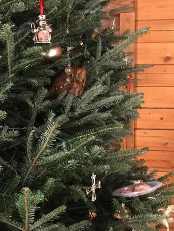 An owl secretly lived on an American's Christmas tree for a week. - Owl, Christmas, Surprise, Christmas tree, Milota, Longpost