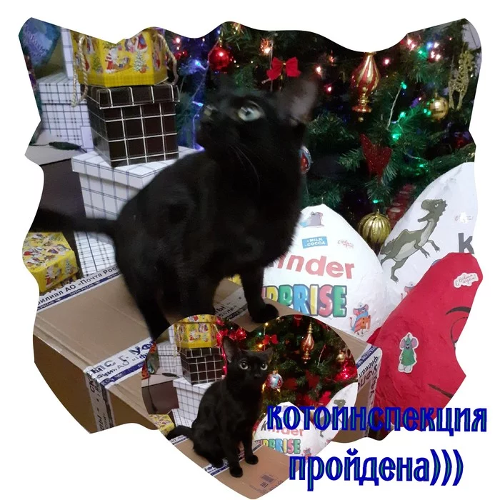 Anonymous Santa Claus on Pikabu 2019/2020Moscow-Ust-Ilimsk - My, Longpost, New Year's gift exchange, Gift exchange report, Peekaboo, Gift exchange, Secret Santa, cat