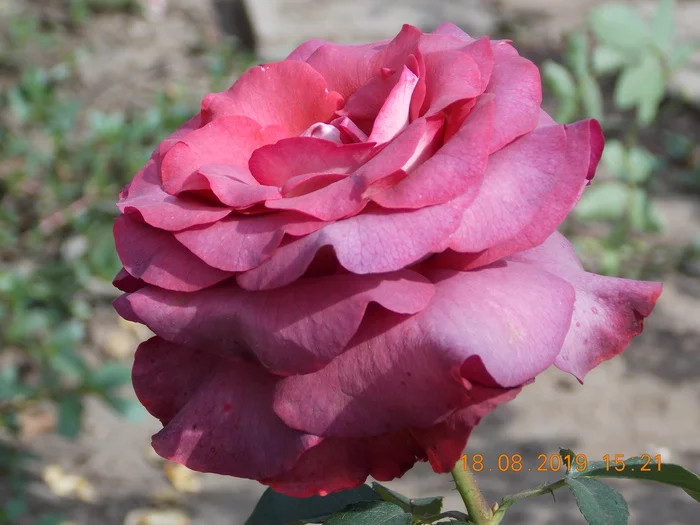 I love roses - My, the Rose, beauty, Nature