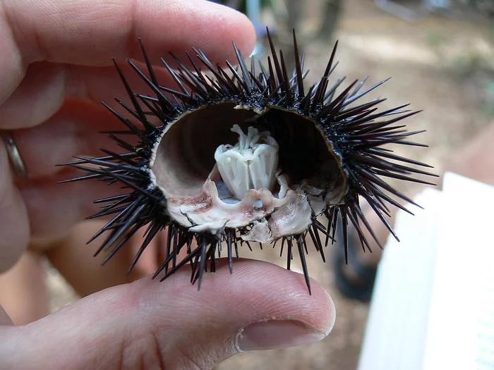 A minute of useless information: This is what a sea urchin looks like in cross-section - Sea urchin, Marine life