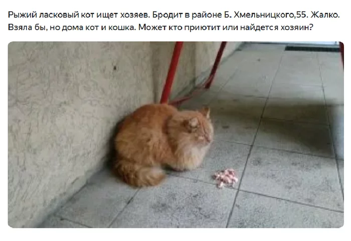 Ryzhik is looking for a home - cat, Lost, In good hands, Ivanovo