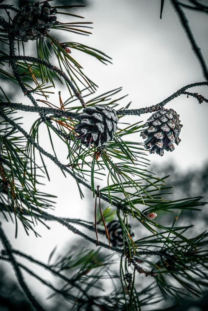 It would seem that winter has stolen the colors, leaving us with just a little... - My, Beginning photographer, Landscape, Lake, Pine, Canon 70d, Lightroom mobile, Tobolsk, Winter, Longpost