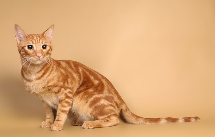 Ареал порода кошка фото