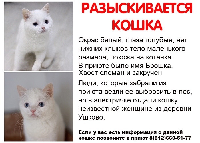 Help me find a cat - Help, The missing, cat, Animal Rescue, Lost cat, Ushkovo, Saint Petersburg, No rating