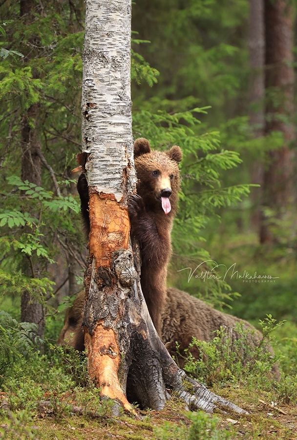 ���� ����������