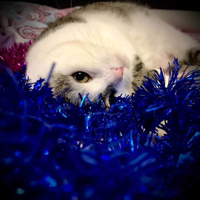 Василий поздравляет вас с наступающим Новым Годом!