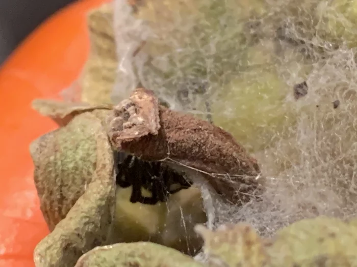 I won't eat persimmons anymore - My, Persimmon, Video, Longpost, Spider, Steatodes