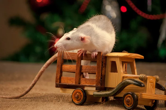 A surprise gift from chelzoo for the New Year - My, Chelyabinsk Zoo, Rat, Nature, The photo, Longpost