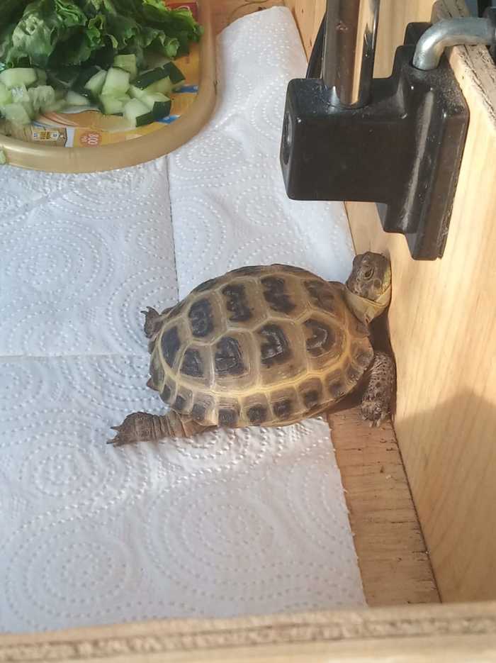 ���� �������, � � ���������