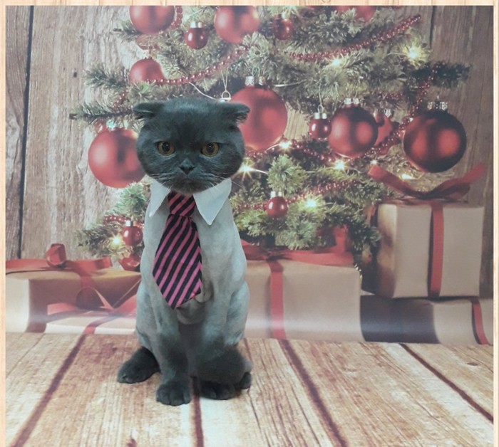 ��� ���������� ����������