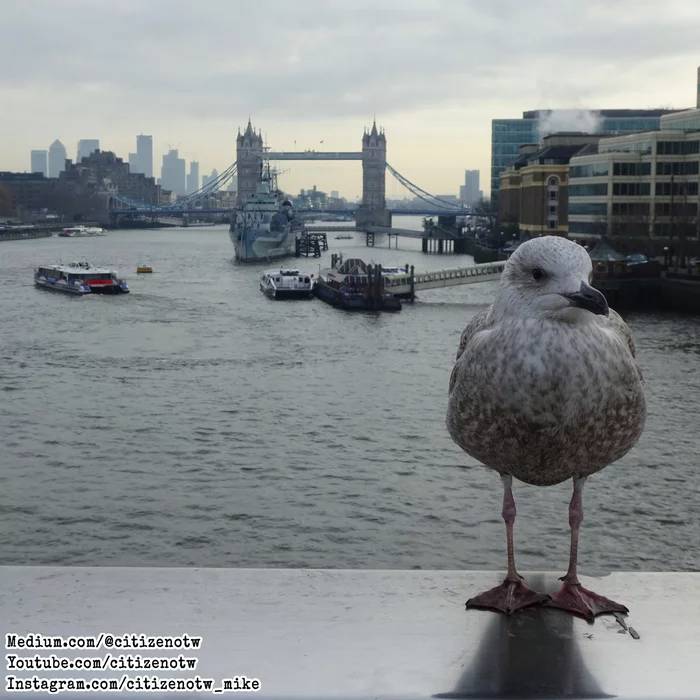 Tour of London - My, London, Seagulls, Milota, England, Great Britain, Bridge, Tower Bridge, Birds