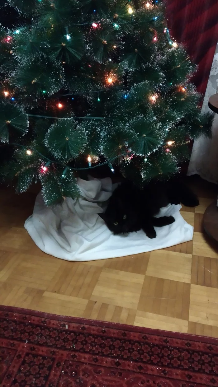 Little cat under the tree - My, cat, New Year, Longpost