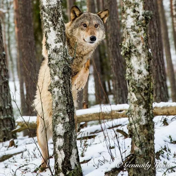 Come in if anything happens - The photo, Animals, Wolf, wildlife, Photographer Gennady Yusin