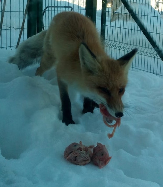 Wow, how delicious - My, Fox, Photo on sneaker, Animals