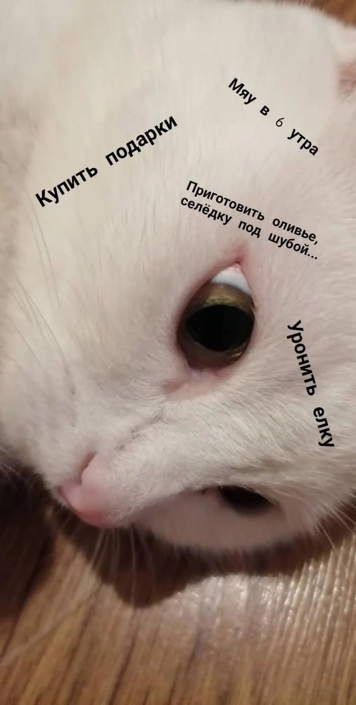 How are you preparing for the New Year? - My, cat, New Year, Plans for the future