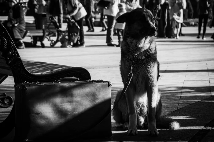 Tramp - My, The photo, Dog, Photographer, Yalta