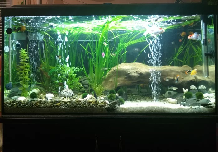 My aquarium! - Aquarium, Aquarium, Aquarium fish, Aquarium plants, Longpost