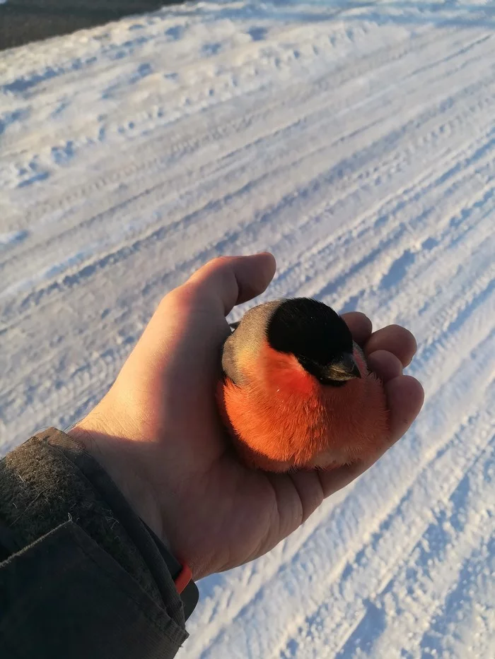 The bullfinches froze. In Tomsk -38 - My, Bullfinches, freezing, Tomsk, Video, Longpost