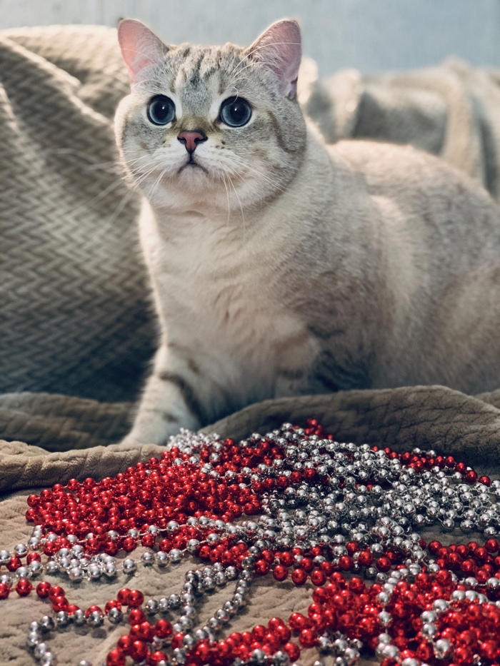 Не кот, а открытка!