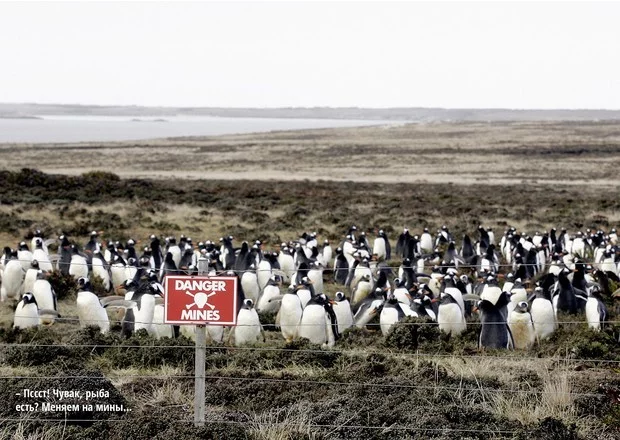 I want to know everything #557. The story of one photograph. Penguins in a minefield - Want to know everything, Penguins, Mines, The photo, Story, Interesting, Danger