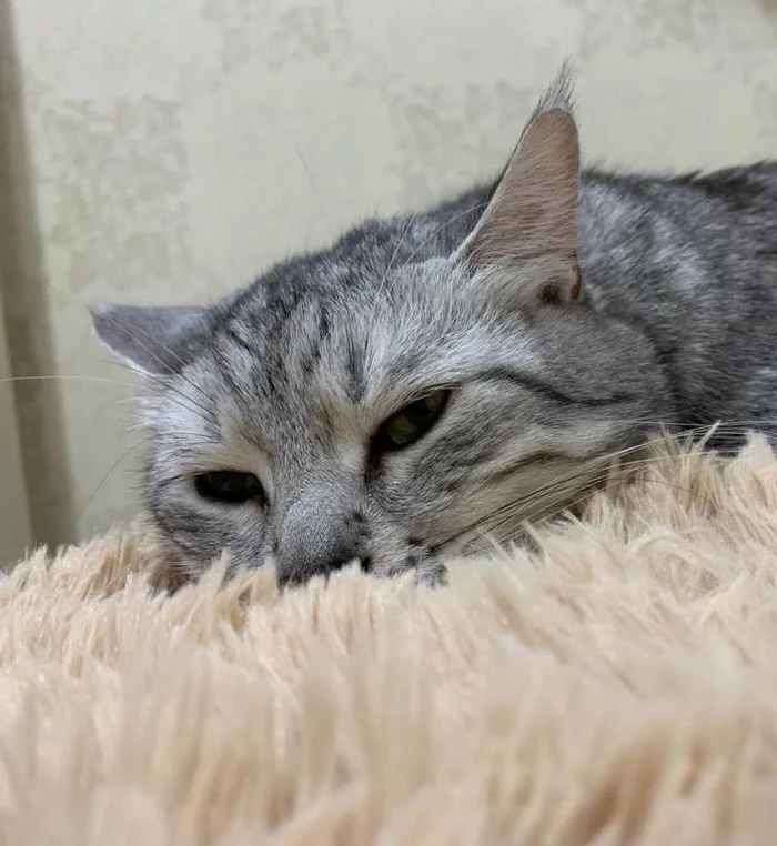Have a nice two days until the New Year!!!))) - My, Catomafia, cat, Longpost