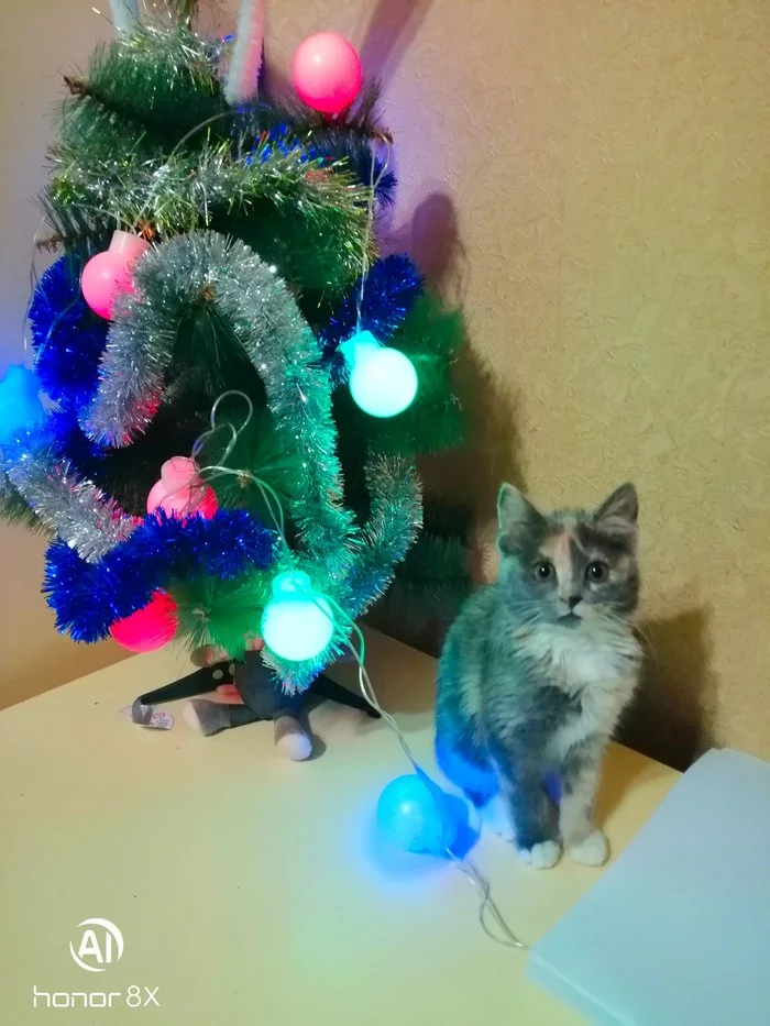 Happy New Year :) - My, cat, New Year, Christmas tree