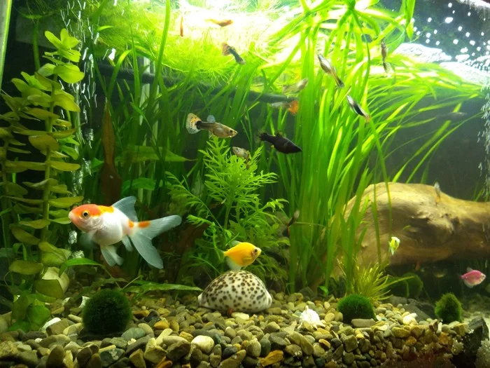 My aquarium. Continuation - My, Aquarium, Aquarium fish, Aquarium plants, Aquarium, Longpost