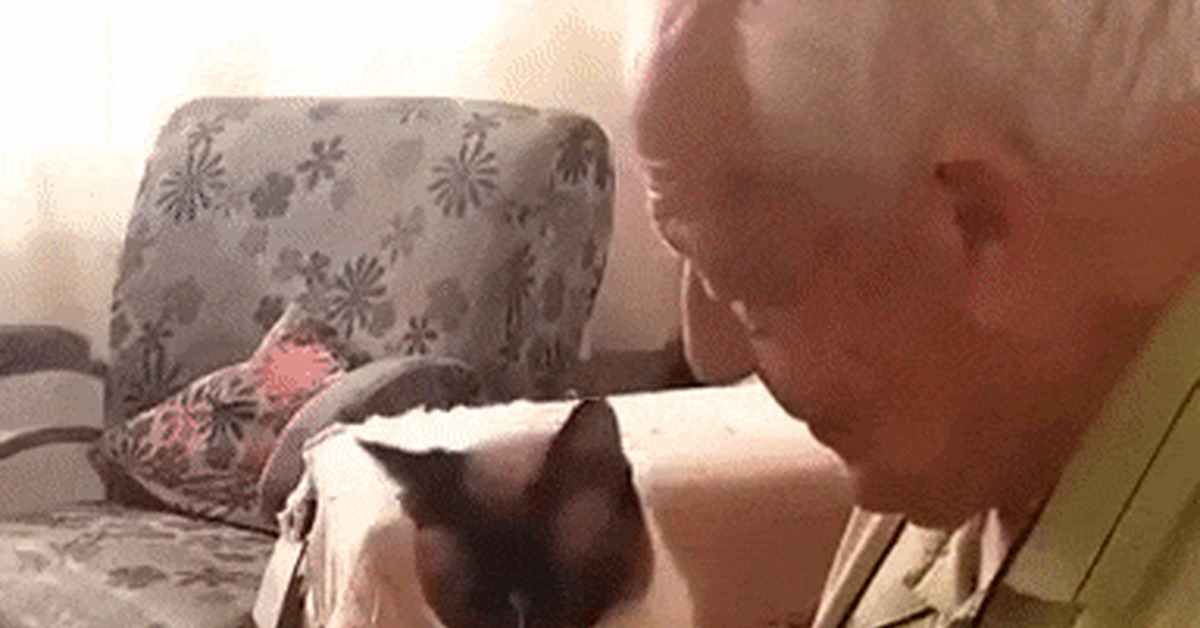 Cats are like women: the less attention you give them, the more they demand it. - cat, Old men, Weasel, Milota, GIF