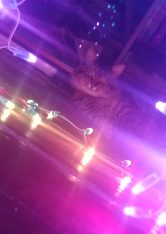 � �������� ����