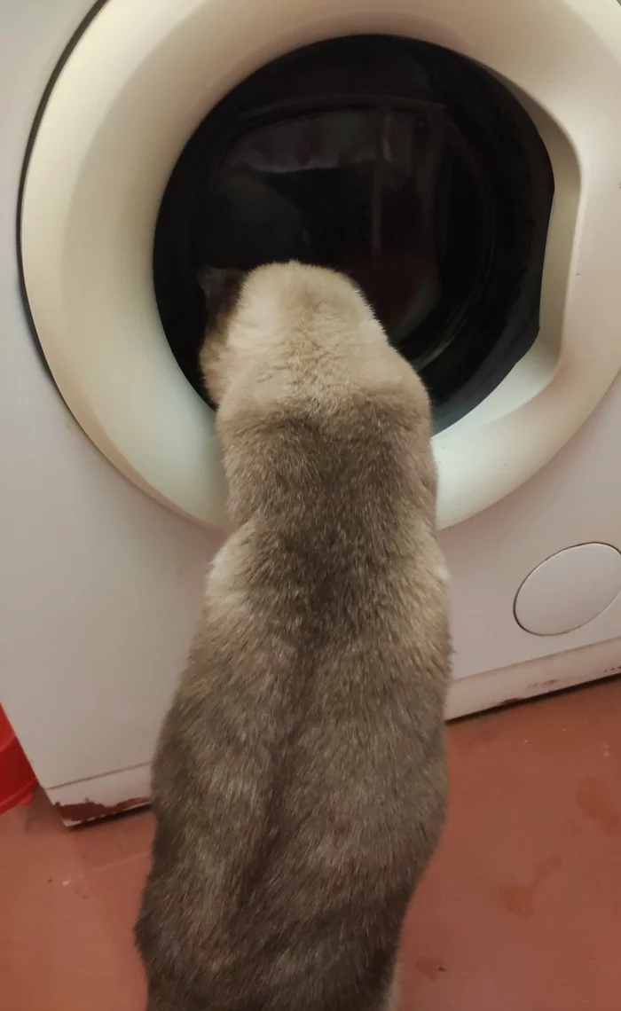 Cat TV - My, Thai cat, Washing machine, Interesting