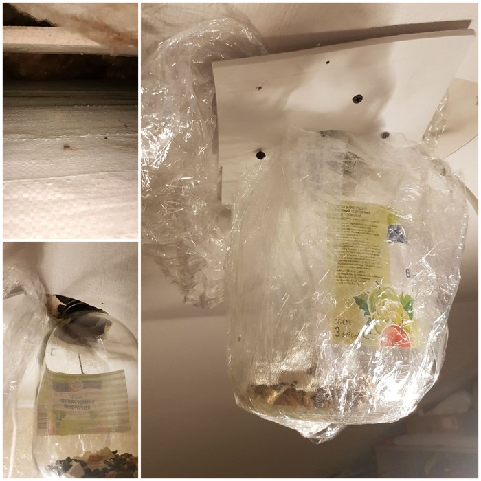 А как вы встречаете год крысы?