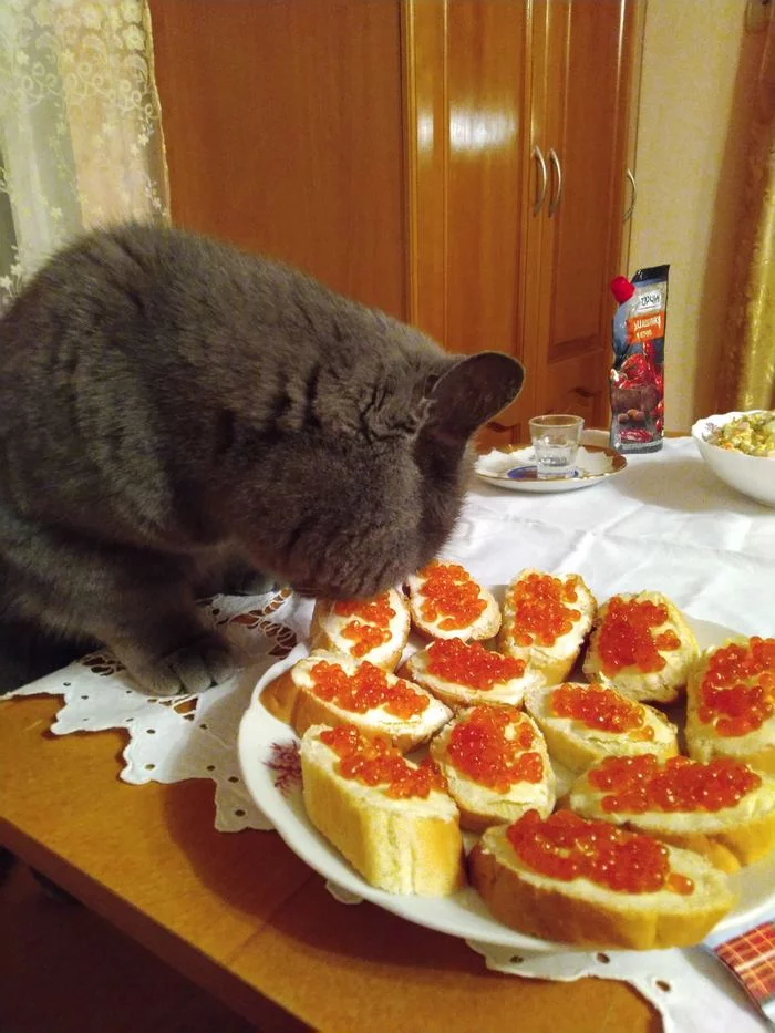 Happy New Year, Pikabu! - My, cat, Catomafia, New Year, Caviar, Tasting, British cat