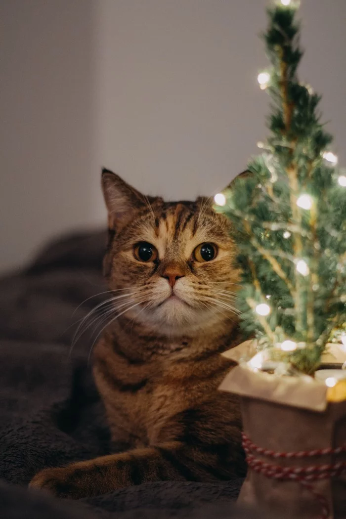 Счастливого Нового года, друзья! - Моё, Кот, Фотография, Кот с лампой, Новогодняя елка