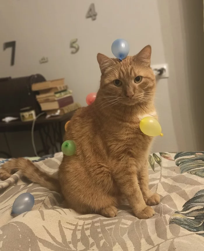 Dressed up the cat - Catomafia, cat, My