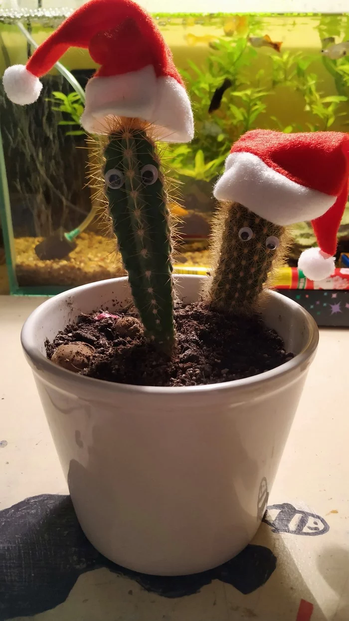 Christmas tree for New Year's Eve? Pfffff, cacti! - My, Cactus, New Year, New Year atmosphere