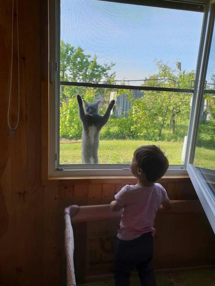 Кошка хочет домой