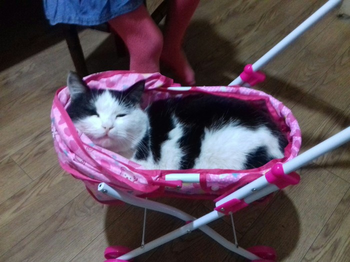 Кот любит спать в коляске для кукол Кот, Игрушки, Коляска, Сон