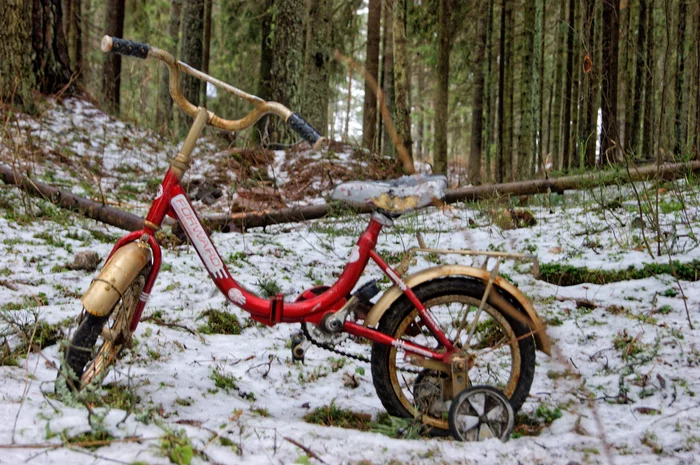 Meeting in the forest - My, Forest, A bike, Beginning photographer