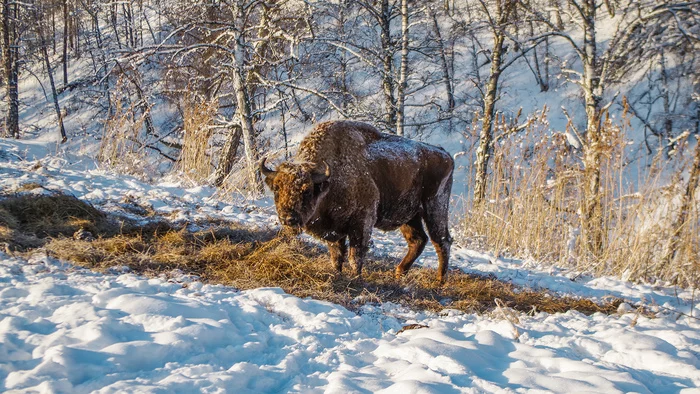 Зубры, маралы и лебеди - Моё, Республика Алтай, Дикая природа, Путешествия, Отдых в России, Михаил, Фотография, Лебеди, Птицы, Длиннопост