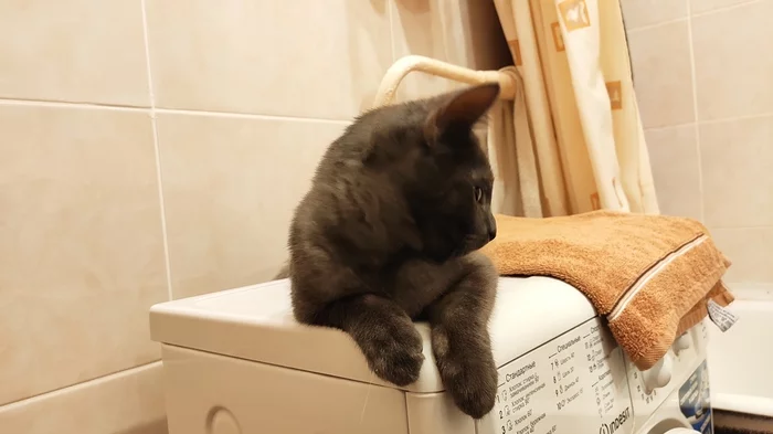 Котёнок найденный 31 декабря ищет дом. Ижевск - Моё, В добрые руки, Котята, Кот, Лига Добра, Котомафия, Помощь, Ижевск