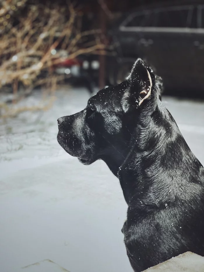 Happy New Year! - My, Cane Corso, Dog, Pets, Best friend, Longpost