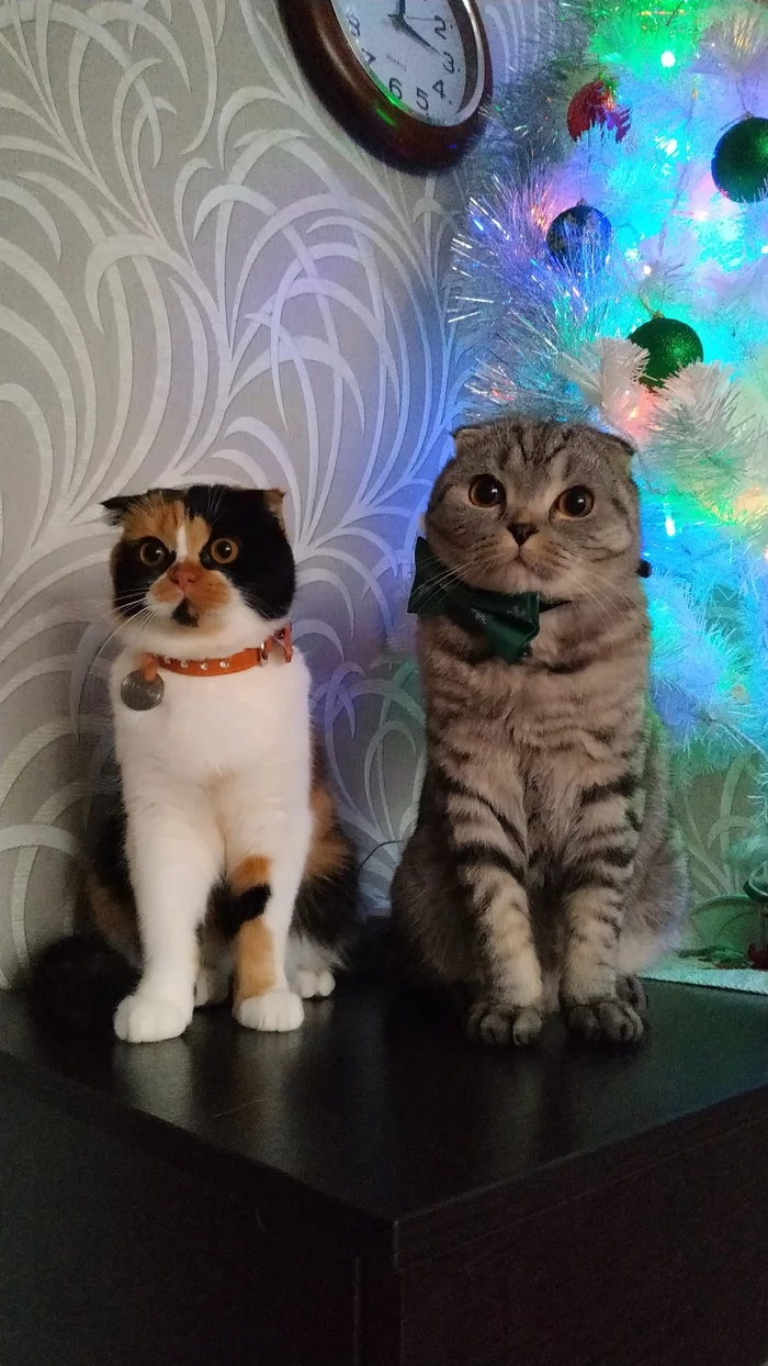 My New Year's fluffies. Musya and Max - My, Musya, New Year, 2020, cat, Dress