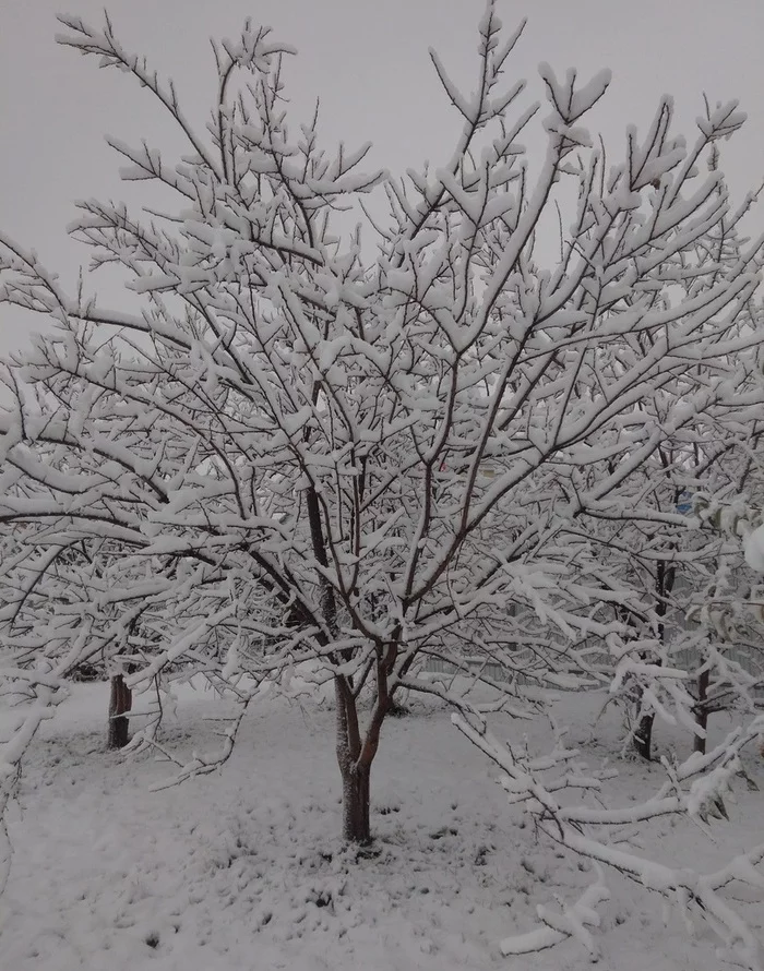 Winter beauty. Samara Region - My, Winter, Samara Region, beauty, Snow