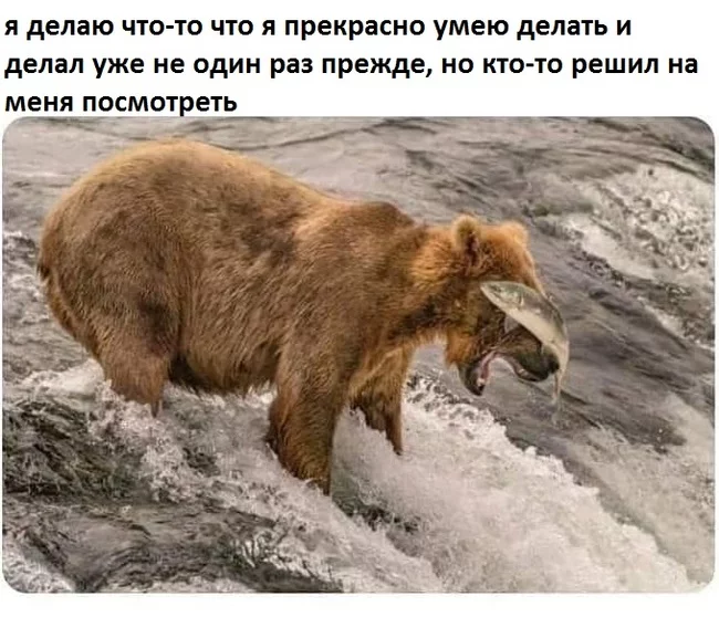 And when no one is looking it turns out perfect - Humor, The Bears, Fail, Picture with text