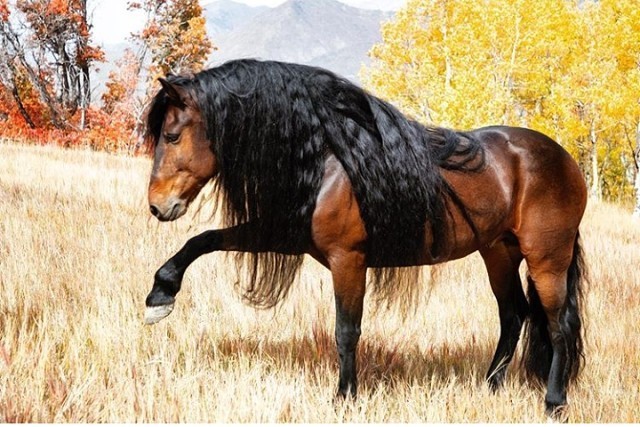 Handsome Warlander - Horses, Nature, Animals