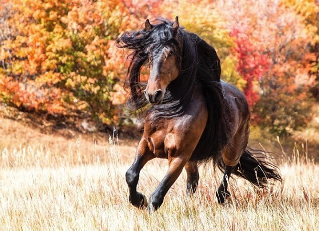 Handsome Warlander - Horses, Nature, Animals