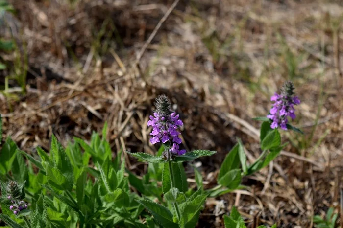 A little naturalism - My, Nature, Flowers, Longpost, The photo, Summer