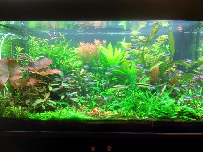 Роман Мандзюк (АМК):