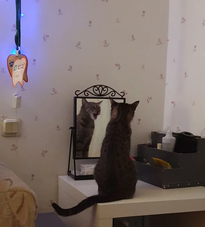 Tell me, mirror, who is the most beastly in the world? - My, cat, Catomafia, Mirror